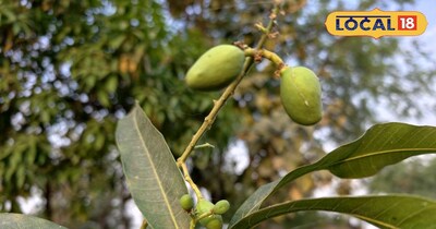 Keep fruits safe during the hot weather