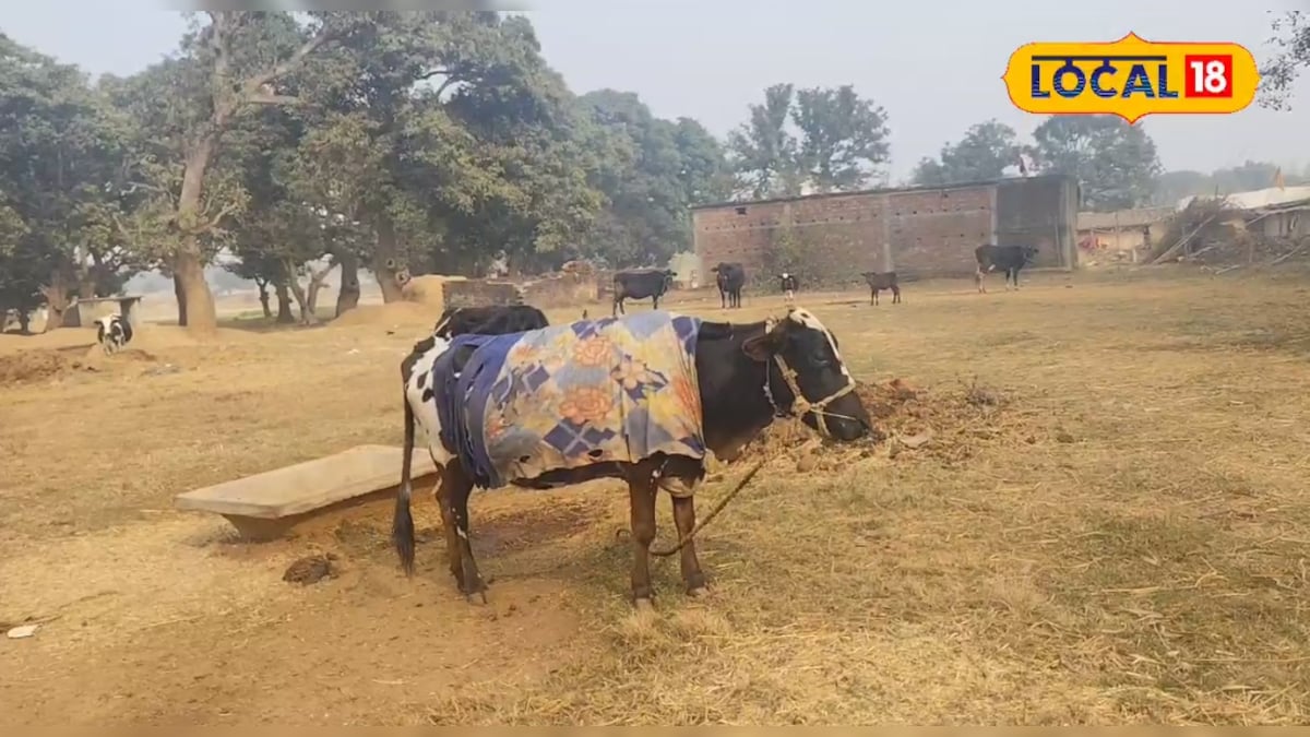 गर्मी में बढ़ाना है पशुओं का दूध… गाय-भैंस को डाइट चार्ट खिलाएं ये चारा