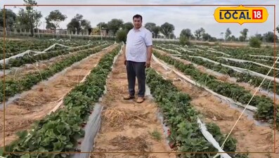 श्याम यूनिवर्सिटी का मॉडल हिट! 4 बीघा में स्ट्रॉबेरी से 15 लाख कमाई, किसानों को नई राह