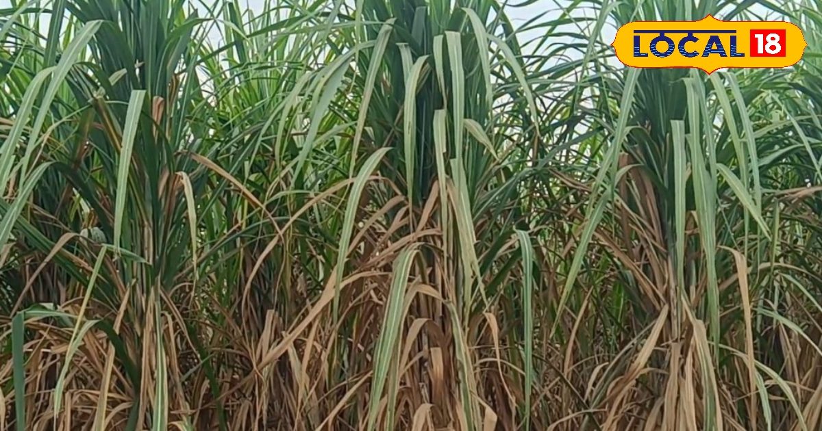 सावधान! लाल सड़न रोग प्रभावित खेत में तुरंत न करें गन्ने की बुवाई, एक्सपर्ट्स ने दी फसल बदलने की चेतावनी