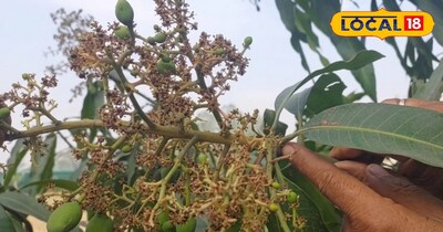 आम की बंपर पैदावार के लिए अपनाएं ये वैज्ञानिक तरीके, 'मैंगो हॉपर' और 'मिली बग' से पाएं छुटकारा.