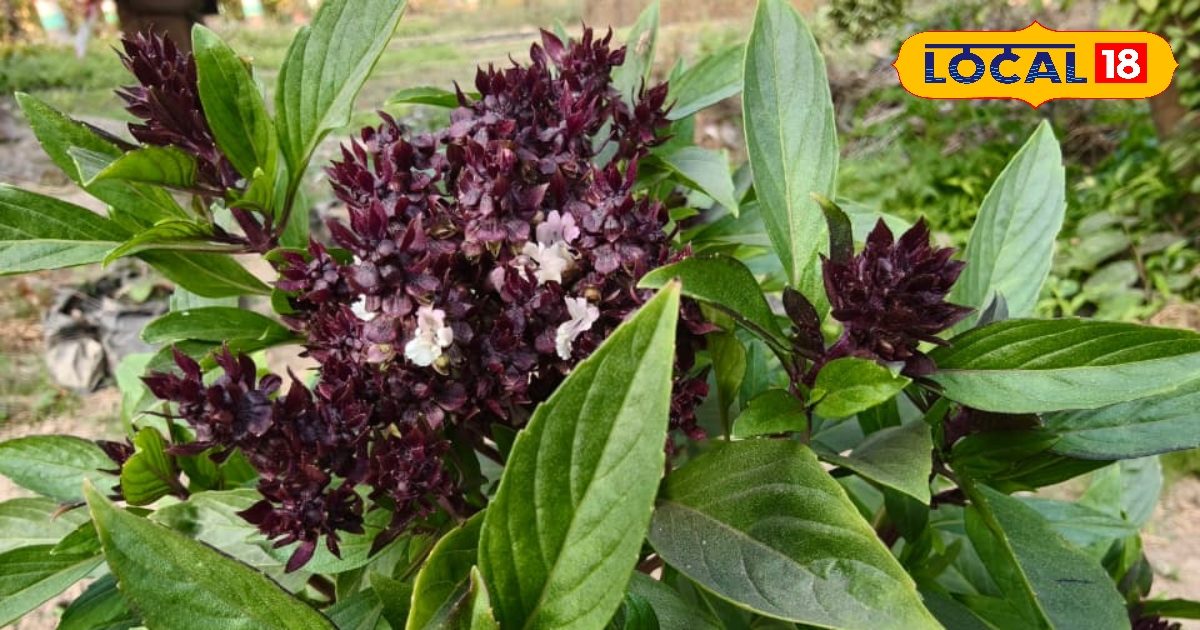 केमिकल कॉइल छोड़ें, मरुआ का पौधा लगाएंगे तो मच्छर खुद भागेंगे, जानिए टिप्स