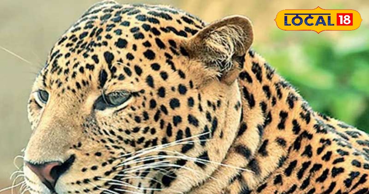 पिंजरे में बंद हुआ पैंथर! किसान पर हमले के बाद वन विभाग की बड़ी कार्रवाई, ग्रामीणों ने ली राहत की सांस