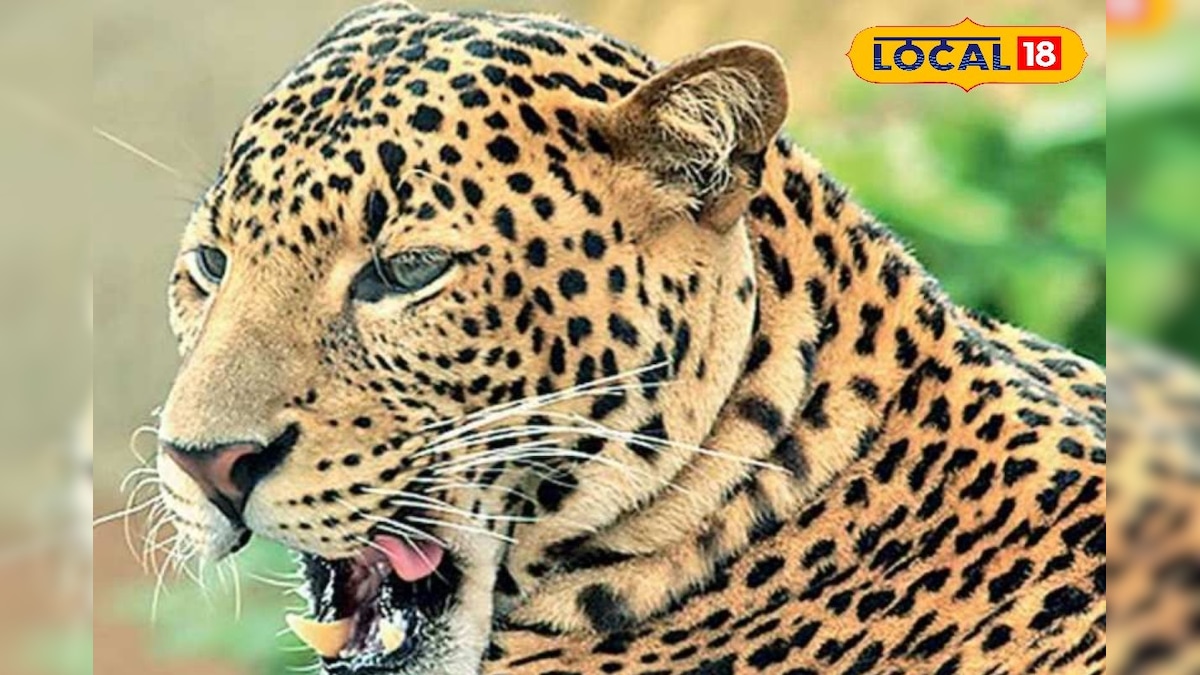 किसान पर हमले के बाद हरकत में आया वन विभाग, 3 दिन की मशक्कत के बाद पैंथर हुआ कैद, गांव में लौटी शांति