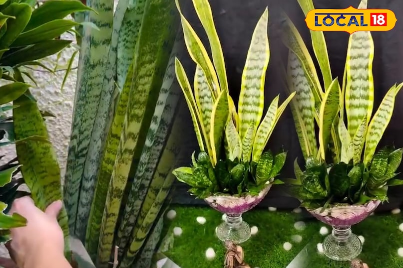 पाली पाली