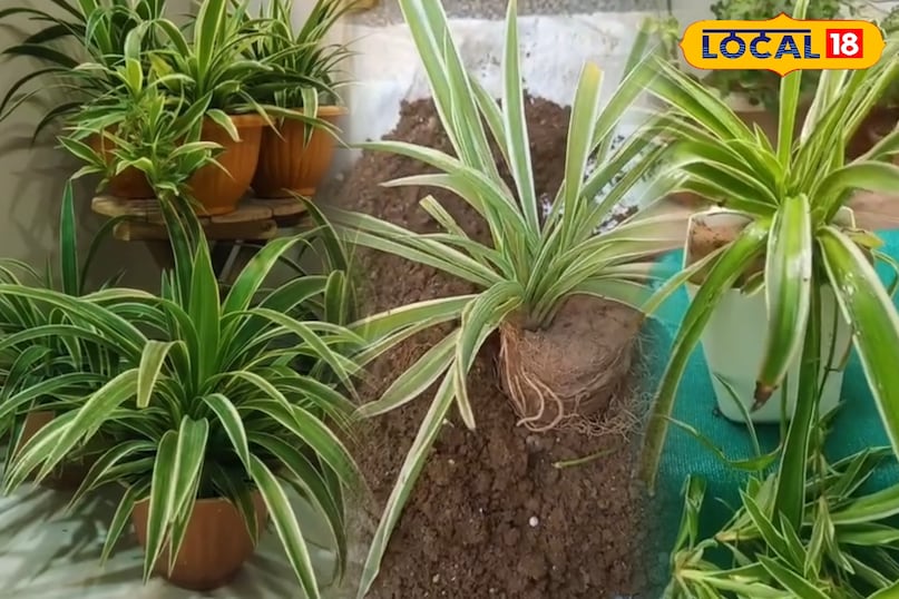 पाली पाली