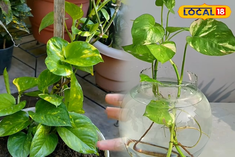 पाली पाली