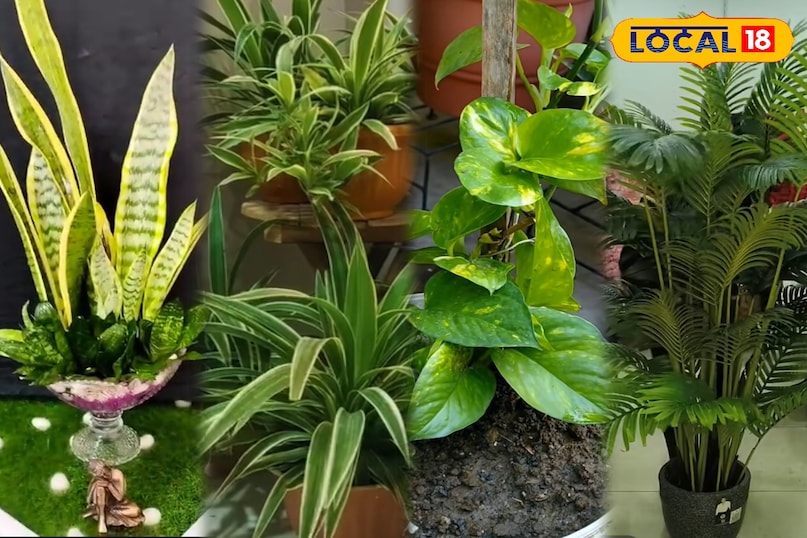 पाली पाली