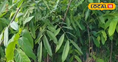 सागवान के पत्ते सेहत के लिए होते हैं फायदेमंद।