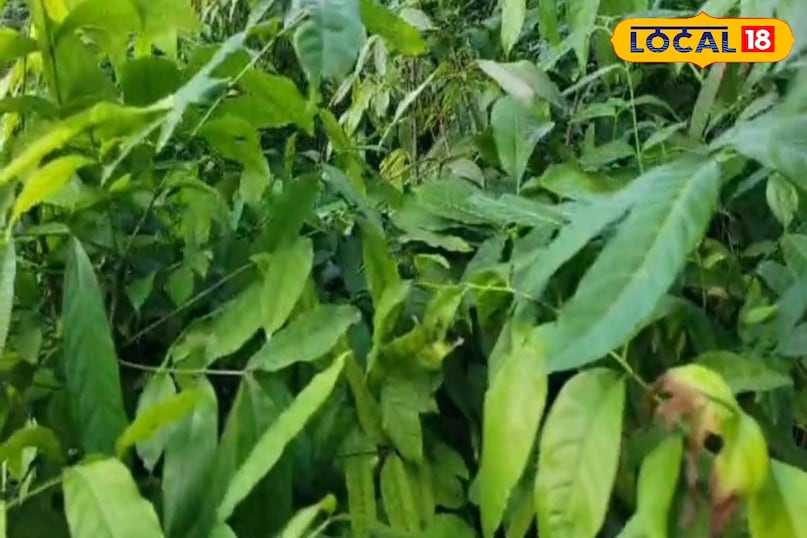 Moradabad news, hindi news, up news, local news, मुरादाबाद समाचार, हिंदी समाचार, लोकल समाचार, यूपी समाचार। Moradabad news, hindi news, up news, local news, मुरादाबाद समाचार, हिंदी समाचार, लोकल समाचार, यूपी समाचार।