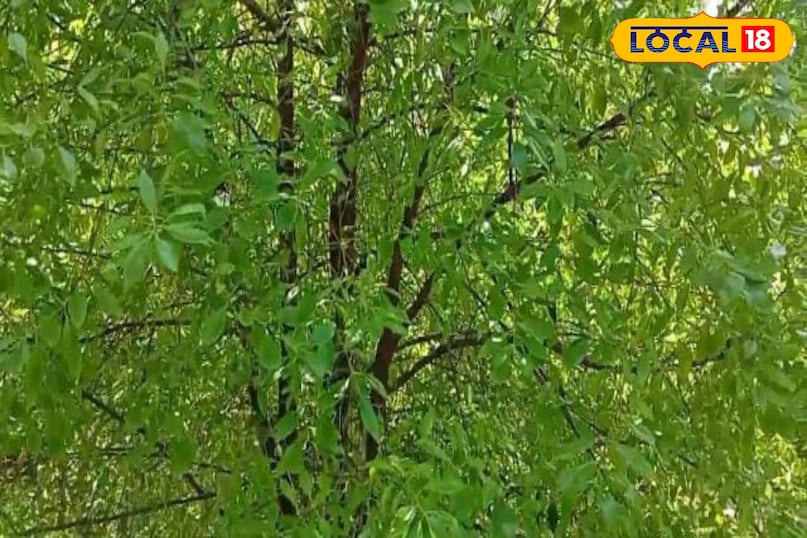 Moradabad news, hindi news, up news, local news, मुरादाबाद समाचार, हिंदी समाचार, लोकल समाचार, यूपी समाचार। Moradabad news, hindi news, up news, local news, मुरादाबाद समाचार, हिंदी समाचार, लोकल समाचार, यूपी समाचार।