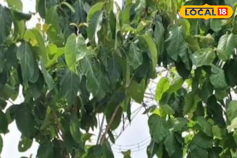 Moradabad news, hindi news, up news, local news, मुरादाबाद समाचार, हिंदी समाचार, लोकल समाचार, यूपी समाचार। Moradabad news, hindi news, up news, local news, मुरादाबाद समाचार, हिंदी समाचार, लोकल समाचार, यूपी समाचार।