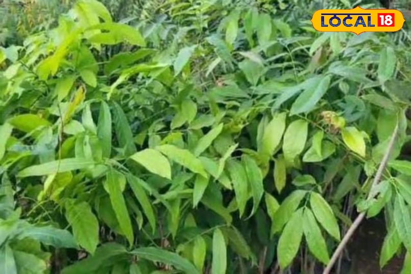 Moradabad news, hindi news, up news, local news, मुरादाबाद समाचार, हिंदी समाचार, लोकल समाचार, यूपी समाचार। Moradabad news, hindi news, up news, local news, मुरादाबाद समाचार, हिंदी समाचार, लोकल समाचार, यूपी समाचार।