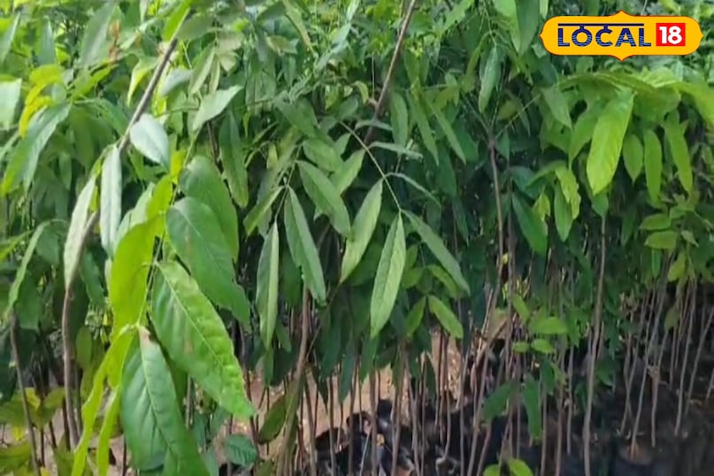 Moradabad news, hindi news, up news, local news, मुरादाबाद समाचार, हिंदी समाचार, लोकल समाचार, यूपी समाचार। Moradabad news, hindi news, up news, local news, मुरादाबाद समाचार, हिंदी समाचार, लोकल समाचार, यूपी समाचार।