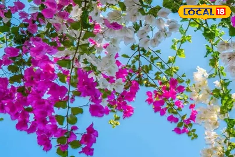 गार्डन टिप्स 