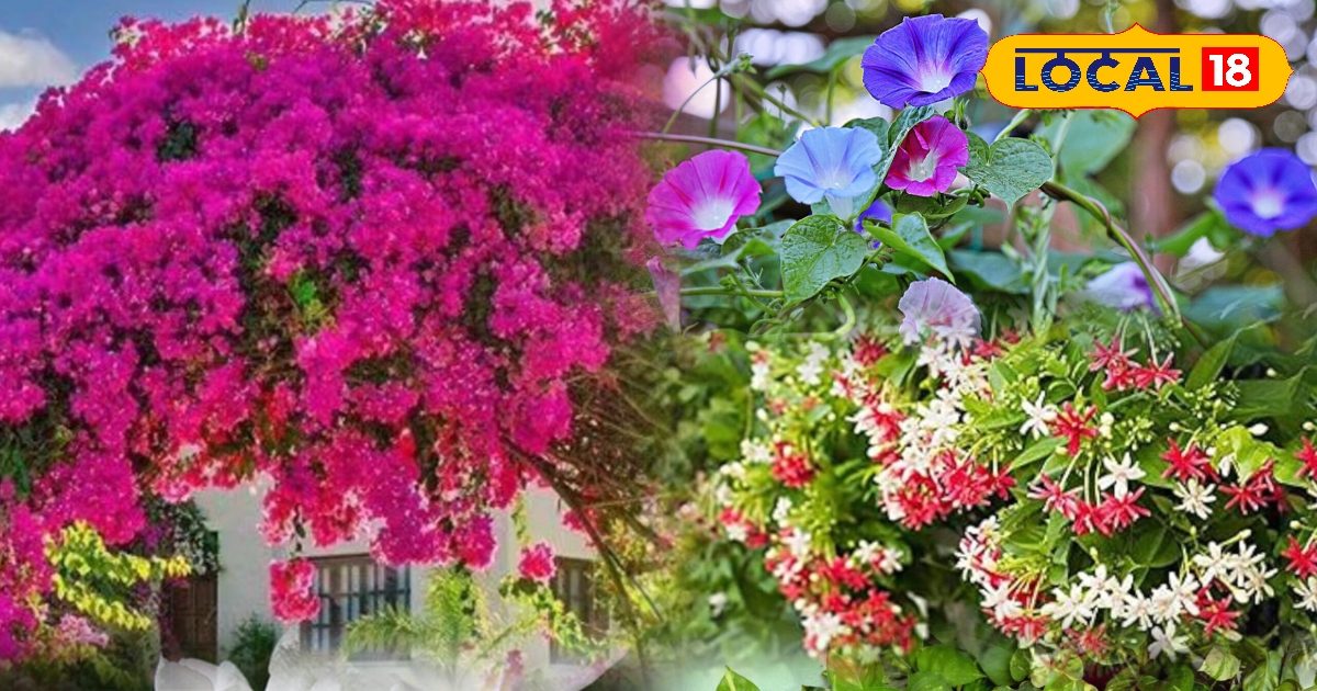 Gardening Tips: छोटी बालकनी में बड़ा कमाल! इन खास पौधों से बनाएं मिनी गार्डन, घर की खूबसूरती में लगेंगे चार चांद