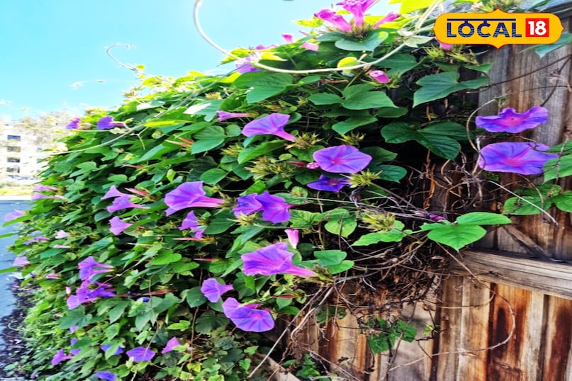 गार्डन टिप्स 