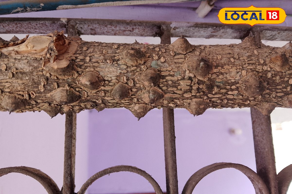 बुरी नजर से बचाने वाली कांटेदार लकड़ी, क्या ये सच में काम करती है? जानिए इसके चमत्कारी रहस्य