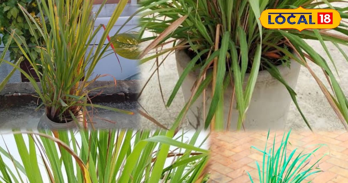 Gardening Tips: गार्डनिंग का आसान मंत्र! लेमनग्रास उगाएं घर पर, कम देखरेख में पाएं हेल्थ और खुशबू दोनों
