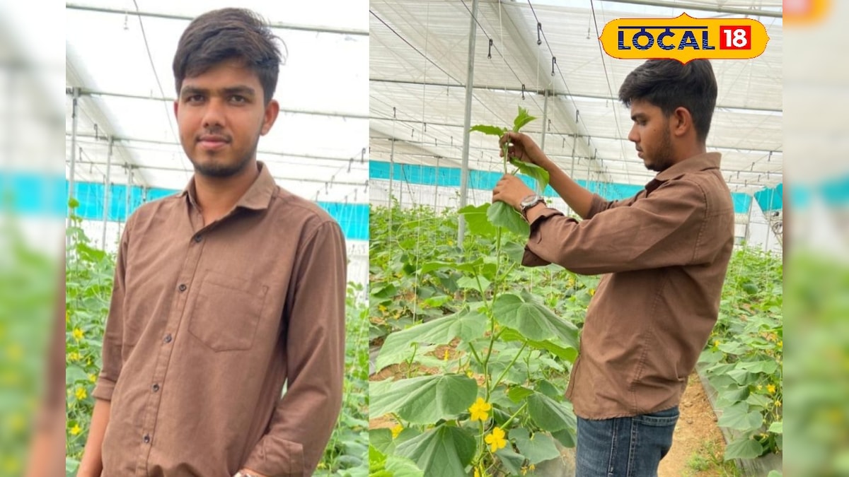 आधुनिक खेती का कमाल! युवा किसान ने मल्चिंग तकनीक से खीरे की पैदावार बढ़ाई, 6 महीने तक हो रही कमाई