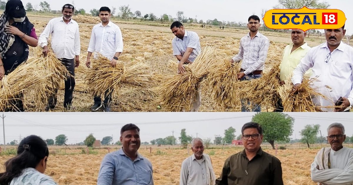 बारिश-ओलावृष्टि से फसल खराब? फसल नुकसान की सूचना 72 घंटे में देना अनिवार्य, वरना अटक सकता है क्लेम