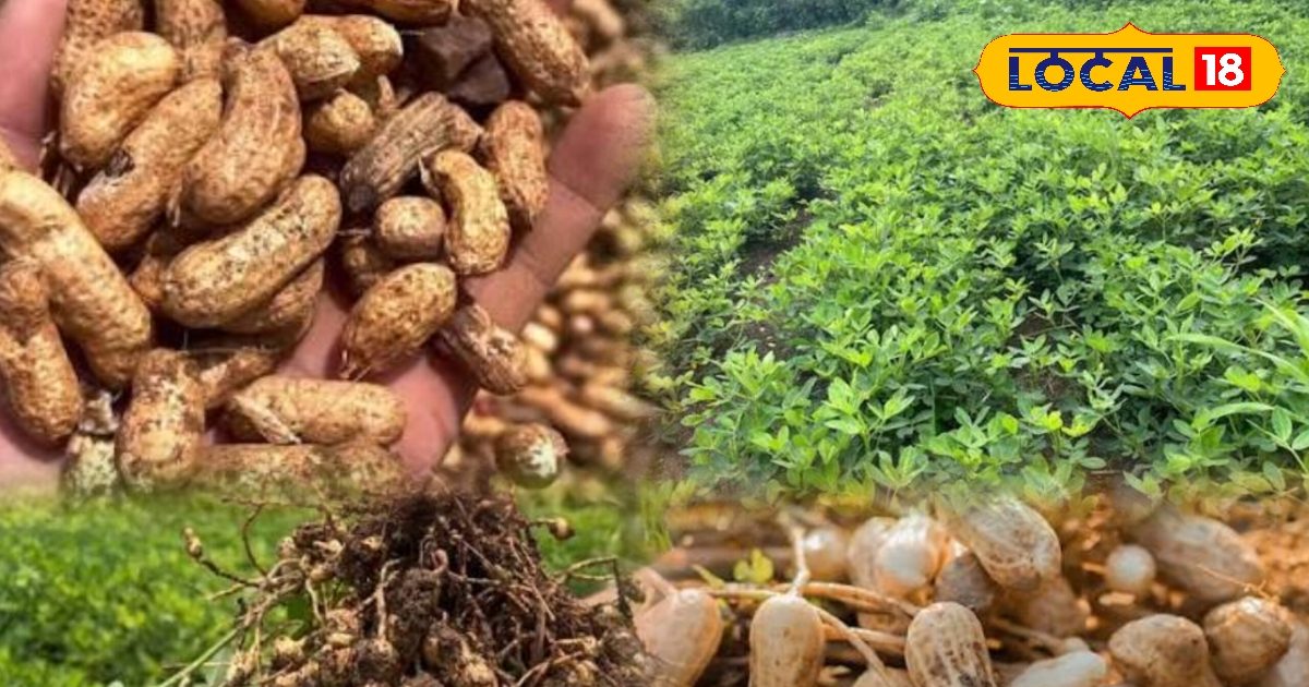 गर्मी में कम लागत का सुपरहिट ऑप्शन! खाली खेत नहीं रहेंगे? गेहूं-चना के बाद मूंगफली लगाकर कमाएं तगड़ा मुनाफा