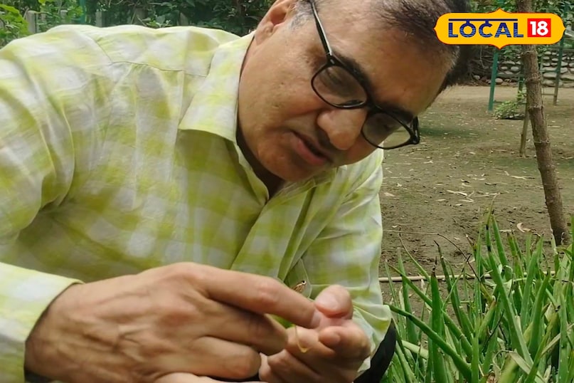 उत्तर प्रदेश, मेरठ, औषधि, आयुर्वेद, एलोवेरा, त्वचा, उपयोग,‌राहत, लोकल 18,Uttar Pradesh, Meerut, Medicine, Ayurveda, Aloe Vera, Skin, Uses, Relief, Local 18