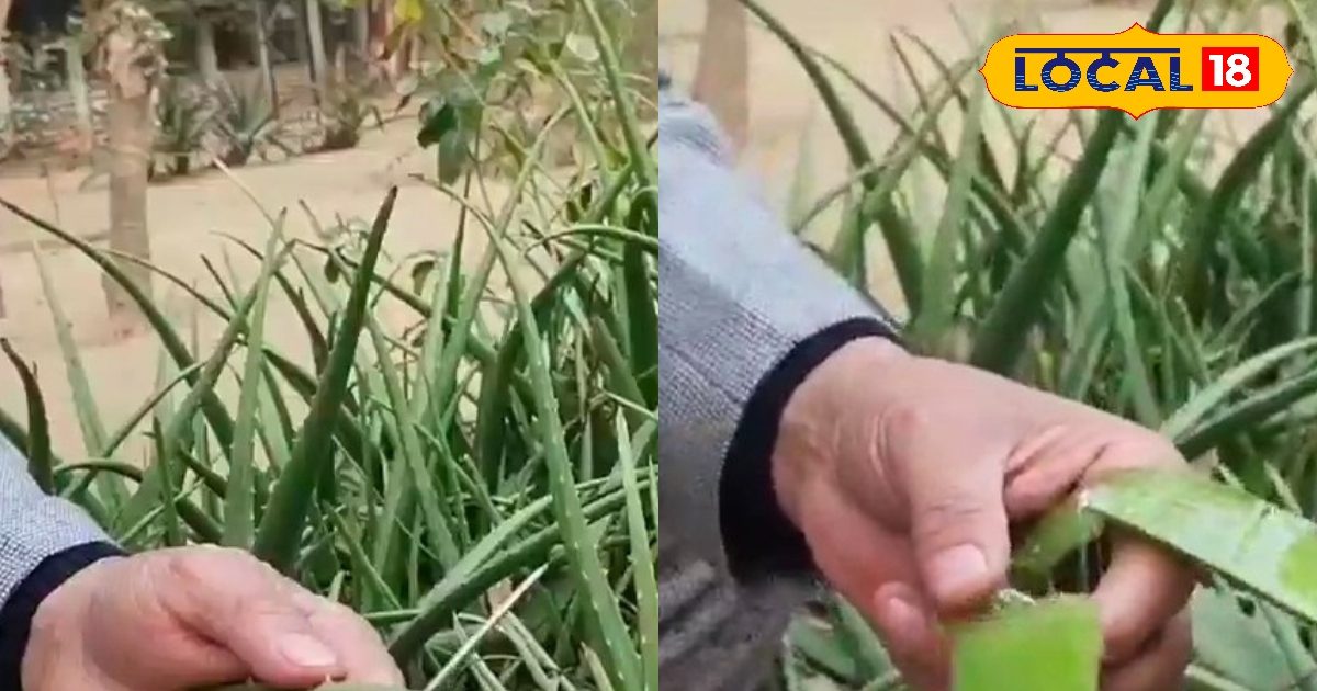 Skin Care Tips: बाजार के ब्यूटी प्रोडक्ट छोड़ें, एलोवेरा से पाएं कुदरती ग्लो