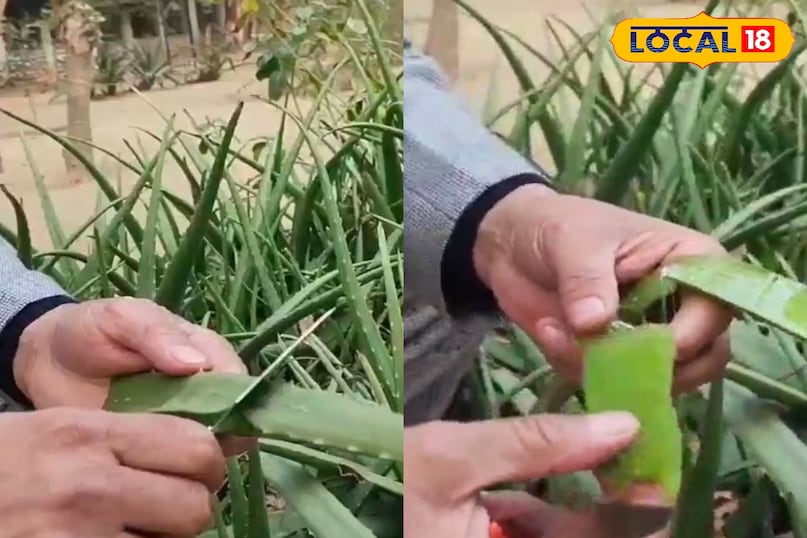 उत्तर प्रदेश, मेरठ, औषधि, आयुर्वेद, एलोवेरा, त्वचा, उपयोग,‌राहत, लोकल 18,Uttar Pradesh, Meerut, Medicine, Ayurveda, Aloe Vera, Skin, Uses, Relief, Local 18