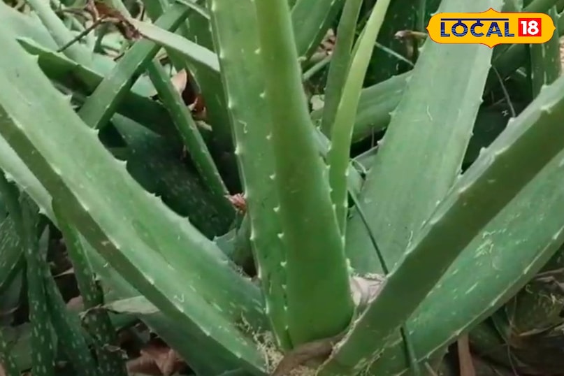 उत्तर प्रदेश, मेरठ, औषधि, आयुर्वेद, एलोवेरा, त्वचा, उपयोग,‌राहत, लोकल 18,Uttar Pradesh, Meerut, Medicine, Ayurveda, Aloe Vera, Skin, Uses, Relief, Local 18