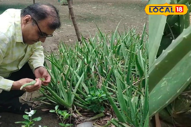 उत्तर प्रदेश, मेरठ, औषधि, आयुर्वेद, एलोवेरा, त्वचा, उपयोग,‌राहत, लोकल 18,Uttar Pradesh, Meerut, Medicine, Ayurveda, Aloe Vera, Skin, Uses, Relief, Local 18