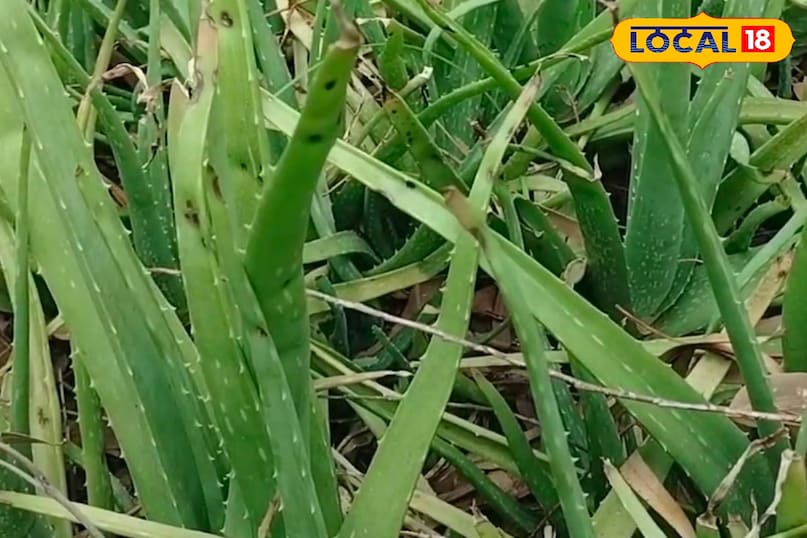 उत्तर प्रदेश, मेरठ, औषधि, आयुर्वेद, एलोवेरा, त्वचा, उपयोग,‌राहत, लोकल 18,Uttar Pradesh, Meerut, Medicine, Ayurveda, Aloe Vera, Skin, Uses, Relief, Local 18