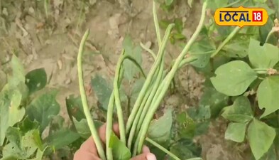 एक दिन बीच करके एक क्विंटल से अधिक तोड़कर बेचते हैं किसान