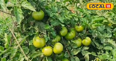 पौधे पर लगे टमाटर के फल