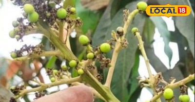 इन चीजों की कमी से होती है आम की कलियां टूटने की समस्या