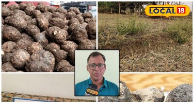 पशु जिमीकंद की फसल को नुकसान नहीं पहुंचाते हैं.