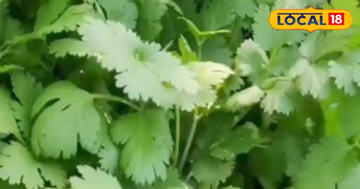 धनिया का अधिक मात्रा में सेवन सेहत के लिए हो सकता नुकसानदायक