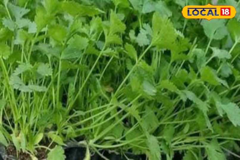 Moradabad news, hindi news, local news, up news, मुरादाबाद समाचार, हिंदी समाचार, लोकल समाचार, यूपी समाचार ।