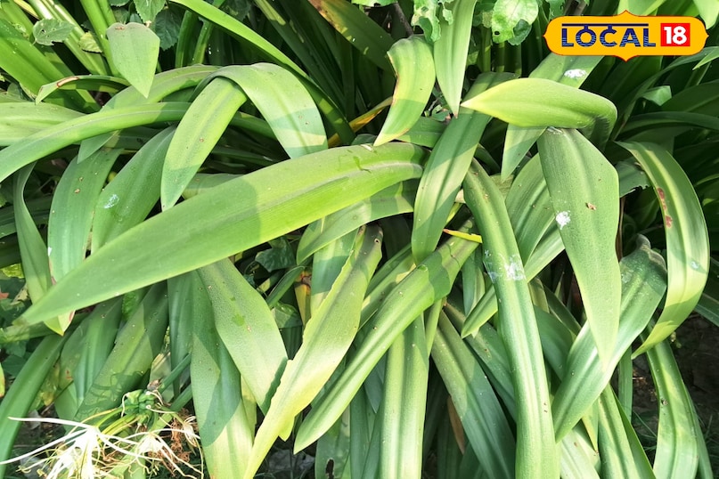 सुदर्शन का पौधा