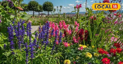 गर्मी में पौधों को बचाना है तो सिर्फ पानी नहीं, सही देखभाल भी जरूरी है