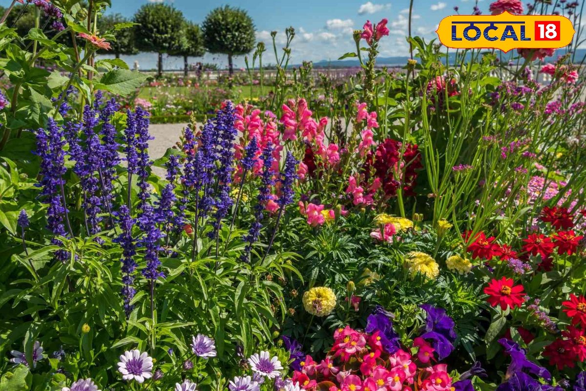 Gardening Tips: गर्मियों में सूख रहे हैं पौधे? सिर्फ पानी नहीं, इन बातों का भी रखें ख्याल, गार्डन रहेगा हरा-भरा