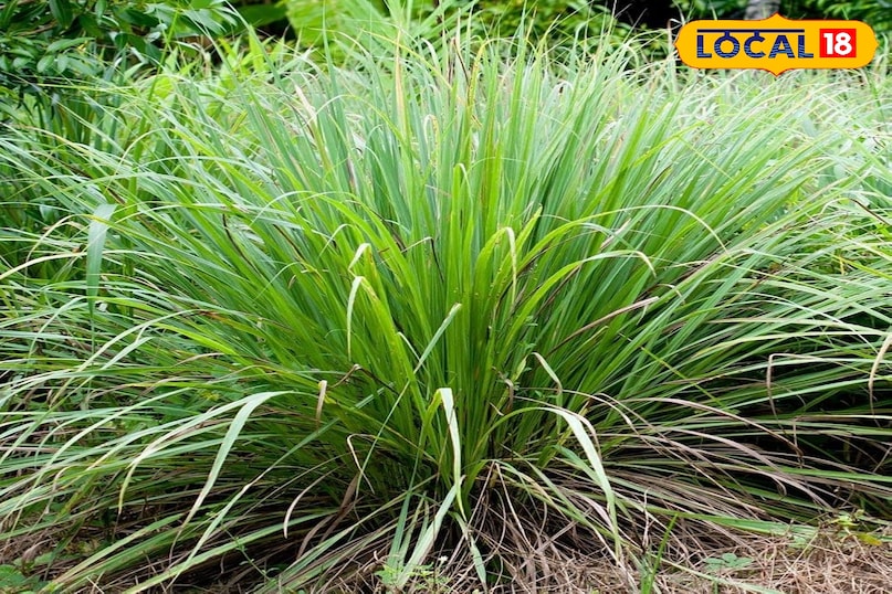 लेमनग्रास