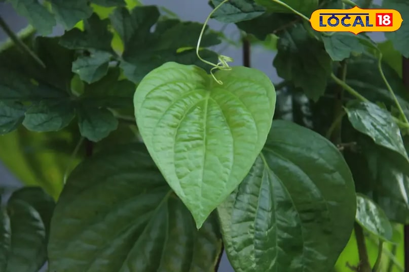 पान के पत्ते 
