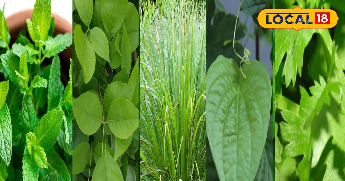 Skin Care Tips: गर्मी में पेट और स्किन रहेंगे एकदम फ्रेश! रोज खाएं ये हरे पत्ते