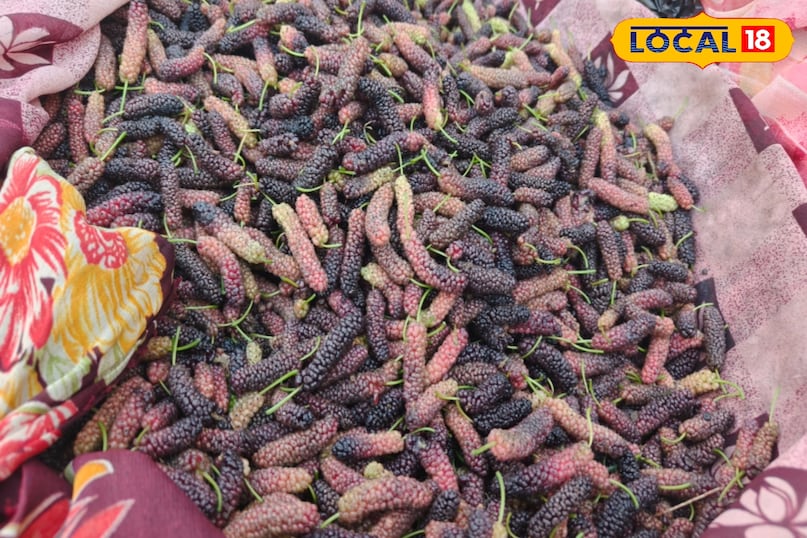 इम्यूनिटी पॉवर इम्यूनिटी पॉवर