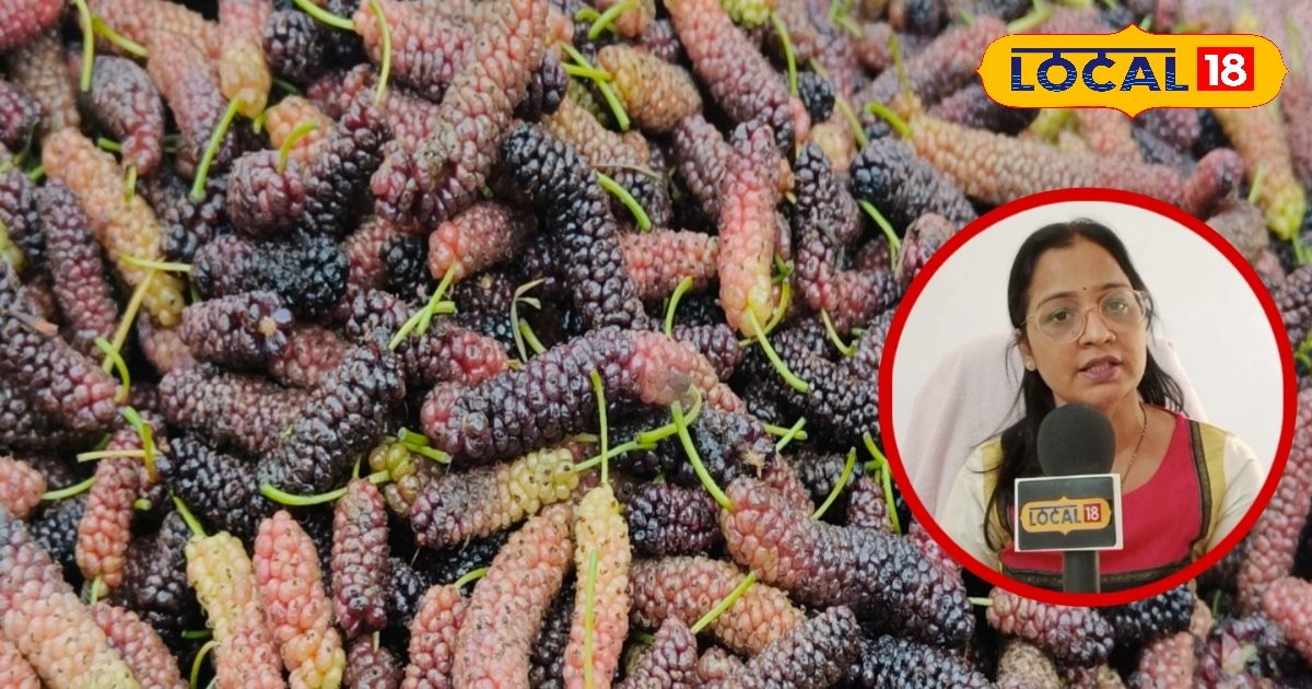 इसमें ठंडक भी, ताकत भी…आप भी नहीं जानते होंगे शहतूत के इतने फायदे