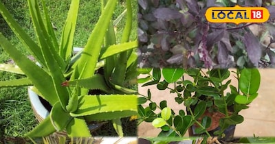 प्लांट्स