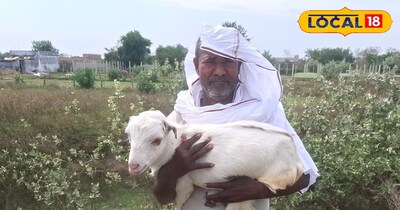 बकरी पालन!