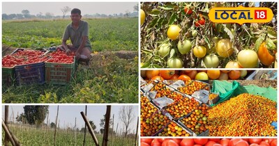टमाटर से 6 लाख इनकम