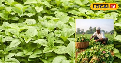 चौराई भाजी की खेती